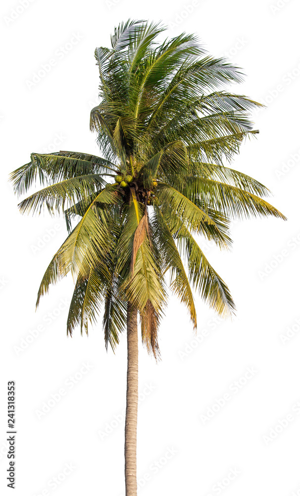 Fototapeta premium coconut tree isolated on white background with clipping path
