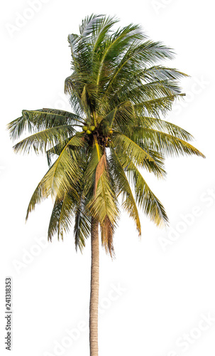 coconut tree isolated on white background with clipping path