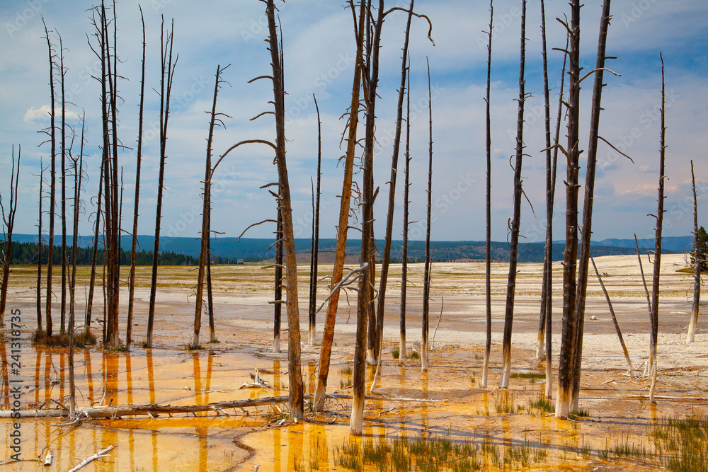 Norris Geyser Basin in Yellowstone National Park, Wyoming, USA. Norris Geyser Basin in Yellowstone National Park, Wyoming, USA.