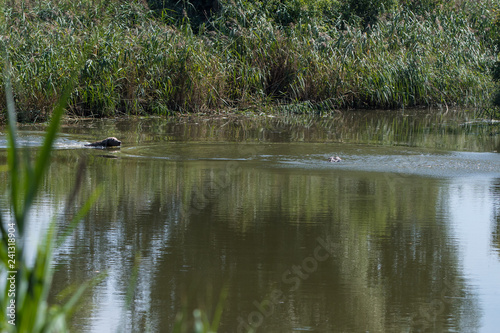 Hund schwimmt auf erlegte Ente zu © motivjaegerin1