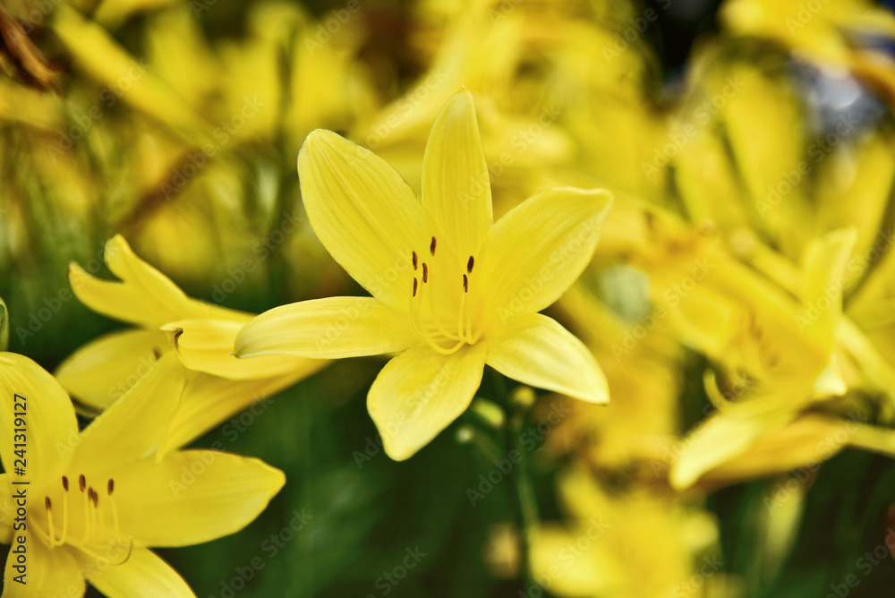 A lot of Asiatic hzbrid yellow lily or yellow lily. A lot of Asiatic hzbrid yellow lily or yellow lily.