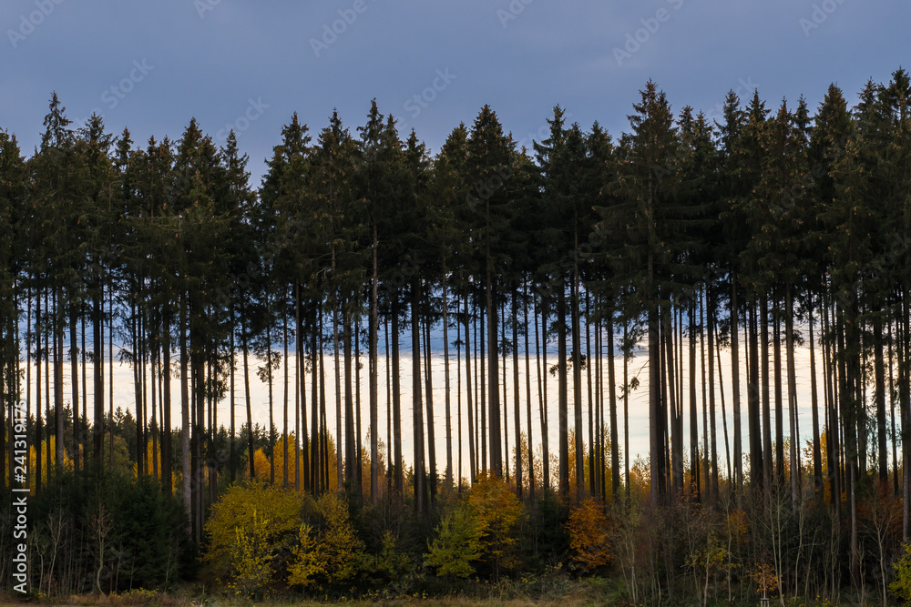 Wald in verschiedenen Altersklassen im Herbst Wald in verschiedenen Altersklassen im Herbst