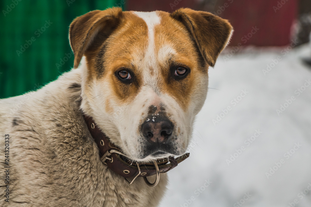 A big beautiful mongrel brown and white dog with brown eyes in a brown leather collar guards the yard