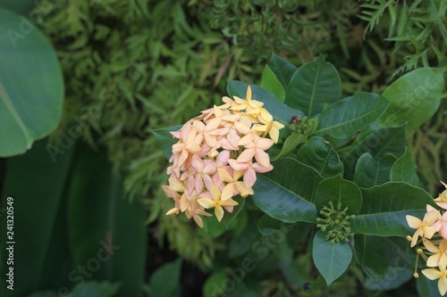 fleur124