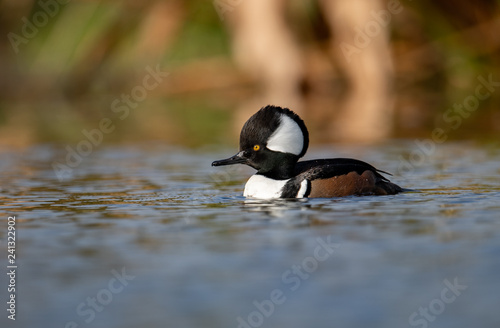 Hooded Merganser in Florida  photo