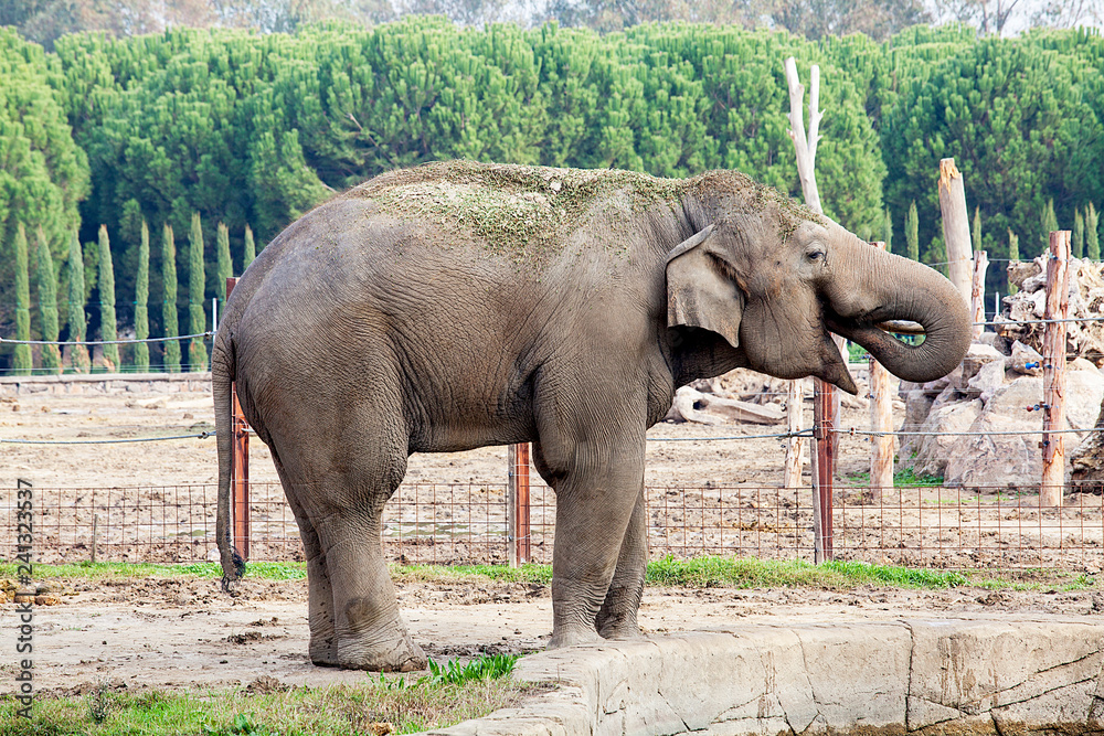 Fototapeta premium African elephant on the zoo. 