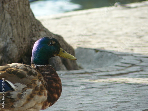 duck side view