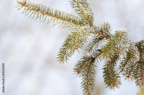 Christmas  Winter Background With Frosty Pine Tree. Holiday Seasonal Backdrop for Greeting Card or Poster Design