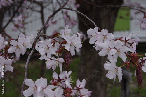 桜 photo