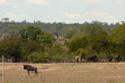African wildlife assortment with giraffes, elephants, zebras, impalas, monkeys, warthogs and a buffalo in the savannah of South Africa
