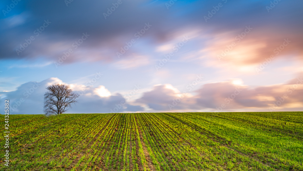 a Single three in the empty field with sunset