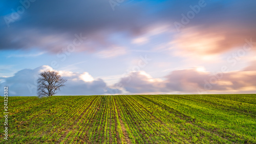 Obraz na płótnie a Single three in the empty field with sunset w salonie