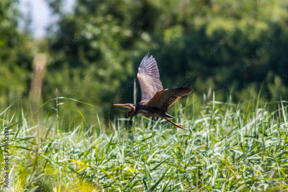 Purple heron (Ardea purpurea) in flight