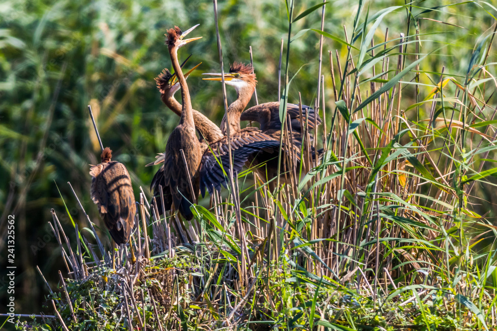 Purple heron (Ardea purpurea) in the reed