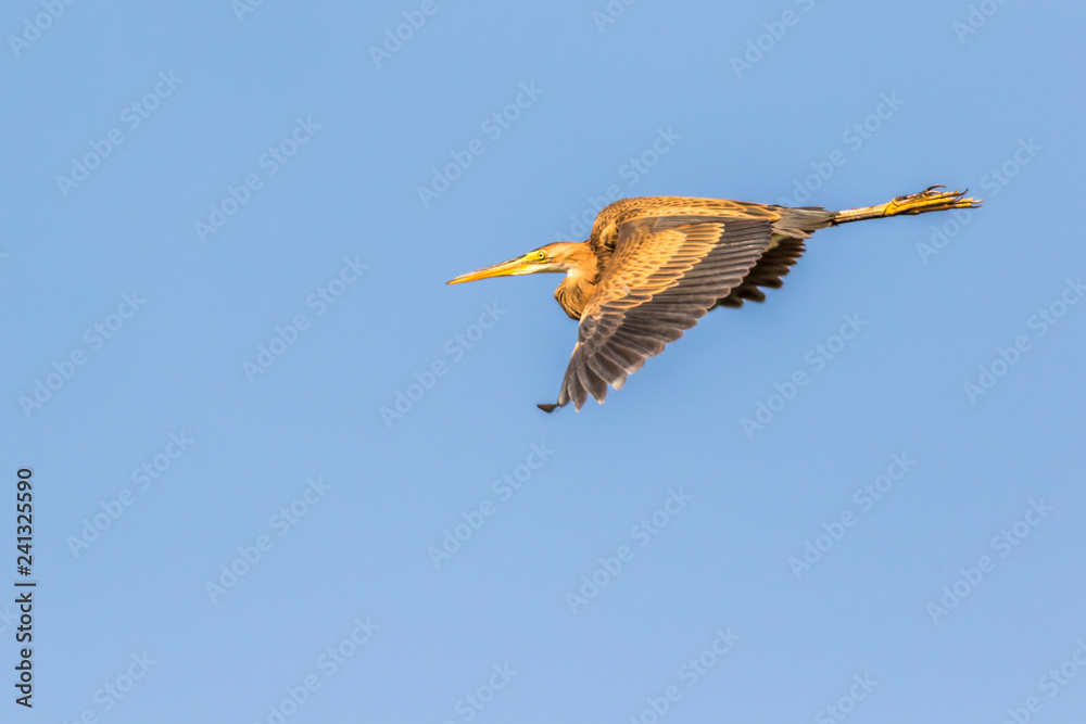 Obraz premium Purple heron (Ardea purpurea) in flight
