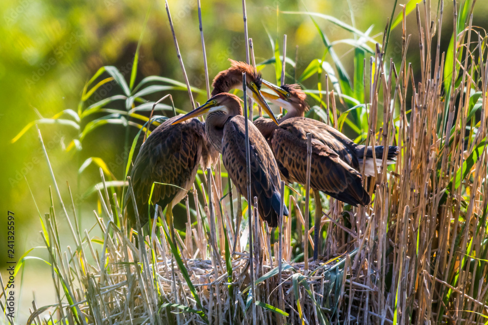 Purple heron (Ardea purpurea) in the reed