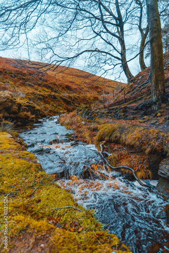 Obraz na płótnie woodlands and river autumn fall w salonie