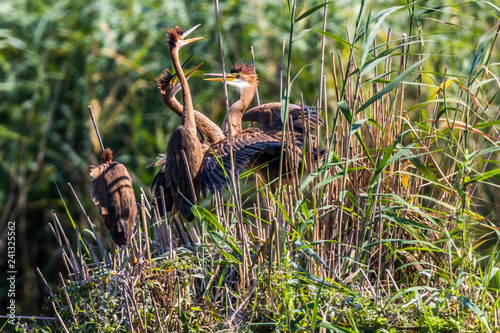 Obraz na płótnie Purple heron (Ardea purpurea) in the reed w salonie