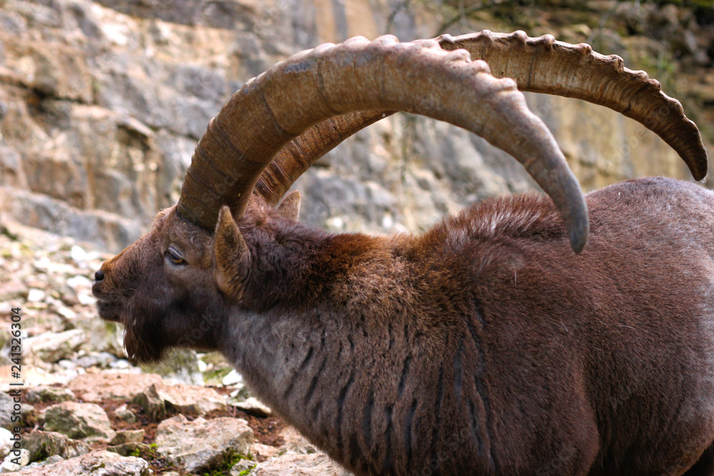 Side-face of a male alpine ibex.