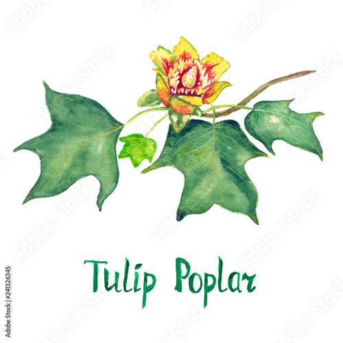 Tulip poplar (Liriodendron tulipifera or American tulip tree) branch with green leaves and flower, hand painted watercolor illustration with inscription isolated on white