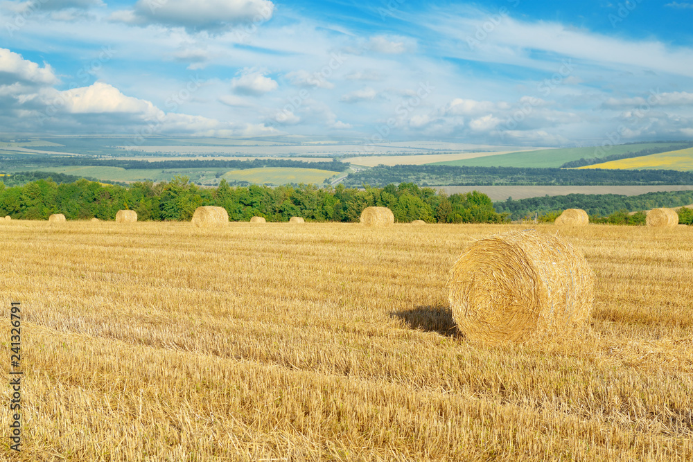 Straw bales on field after harvest and blue sky