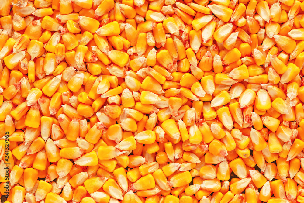 Corn seed kernels heap Corn seed kernels heap