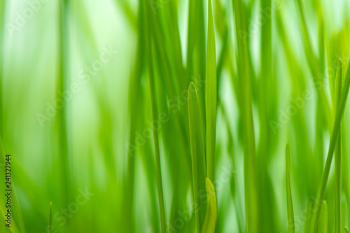 Defocus green spring grass
