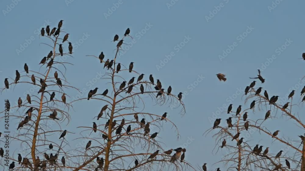 Group of common starlings in a tree. Group of common starlings in a tree.