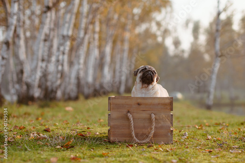 Pies, szczeniak rasy mops siedzi w drewnianej skrzynce, na trawie, w parku, jesienią, z drzewami w tle, patrzy bystro za siebie w górę i czeka cierpliwie na smakołyk photo