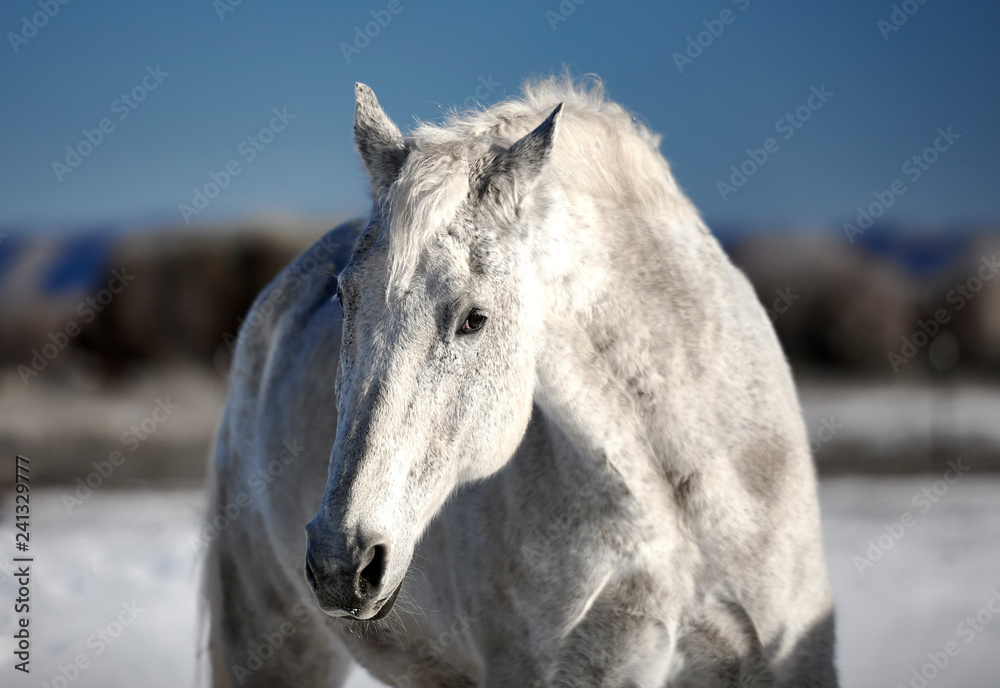 Obraz premium White Horse in Snow