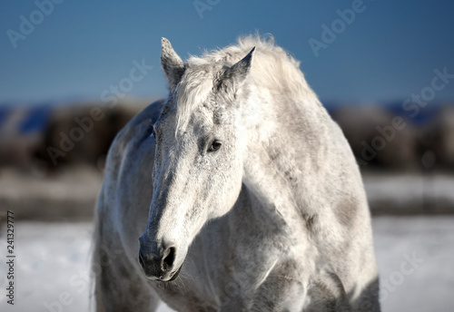 White Horse in Snow © Pamela Au