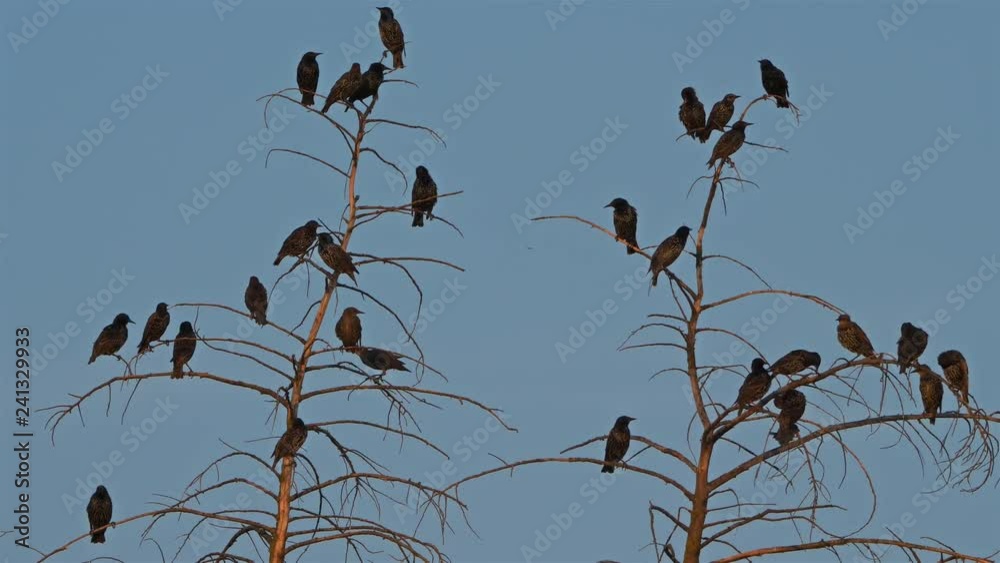 Group of common starlings in a tree. Group of common starlings in a tree.