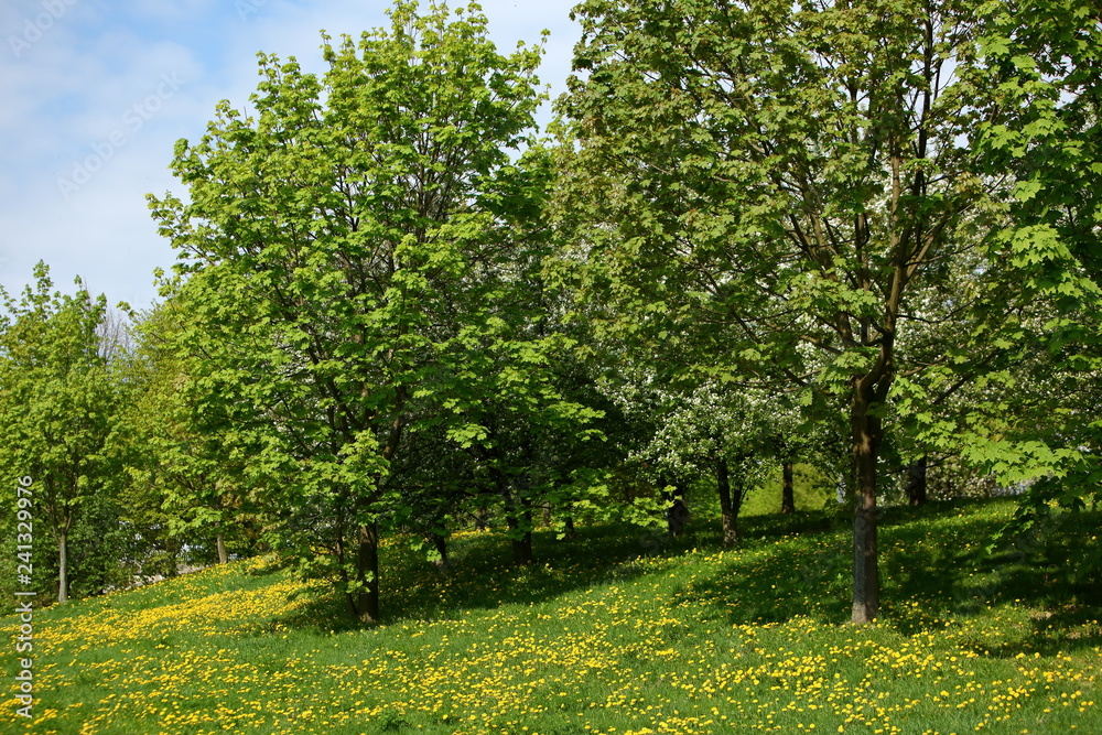 Spring landscape with yellow blooming dandelion flowers and beautiful deciduous trees and blue sky.