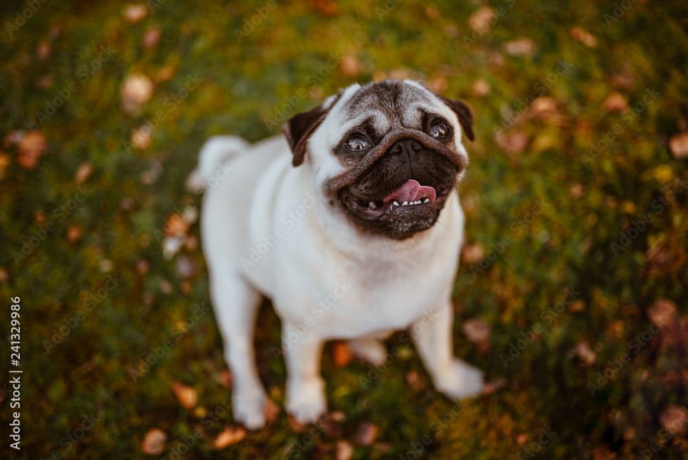 Dorosły pies, rasy mops siedzi na trawie pośród liści, w parku lub na łące  i uśmiecha się do właściciela z zębami na wierzchu, jesienną porą z trawą  rozmytą w tle Stock Photo