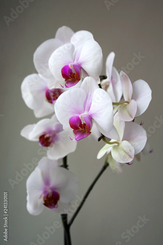 Phalaenopsis plant  also known as moth orchid  with white and purple flowers 