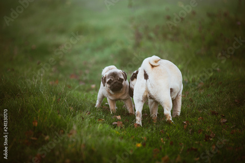 Dwa psy, mama i szczenię się obwąchują kręcąc się na zielonej trawie wieczorem, w jesienny dzień. Psia mama wącha swojego szczeniaczka, który interesuje się czymś innym.  Tło jest rozmyte.