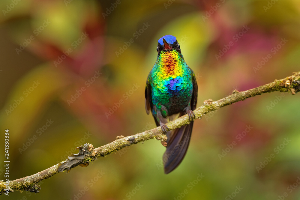 Fototapeta premium Fiery-throated Hummingbird - Panterpe insignis medium-sized hummingbird breeds only in the mountains of Costa Rica and Panama