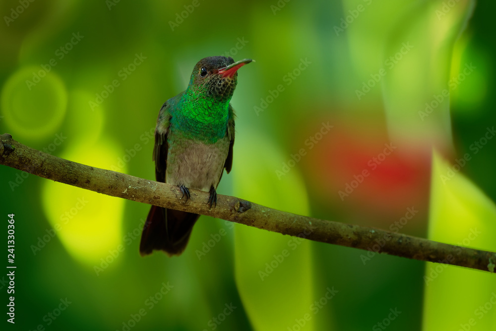Rufous-tailed Hummingbird - Amazilia tzacatl medium-sized hummingbird, from Mexico, Colombia, Venezuela and Ecuador to Peru Rufous-tailed Hummingbird - Amazilia tzacatl medium-sized hummingbird, from Mexico, Colombia, Venezuela and Ecuador to Peru