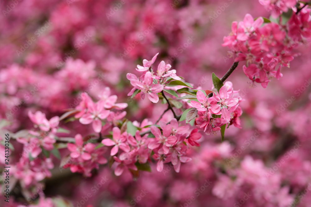 Pink sakura flowers on spring cherrys twigs. Springtime nature background Pink sakura flowers on spring cherrys twigs. Springtime nature background