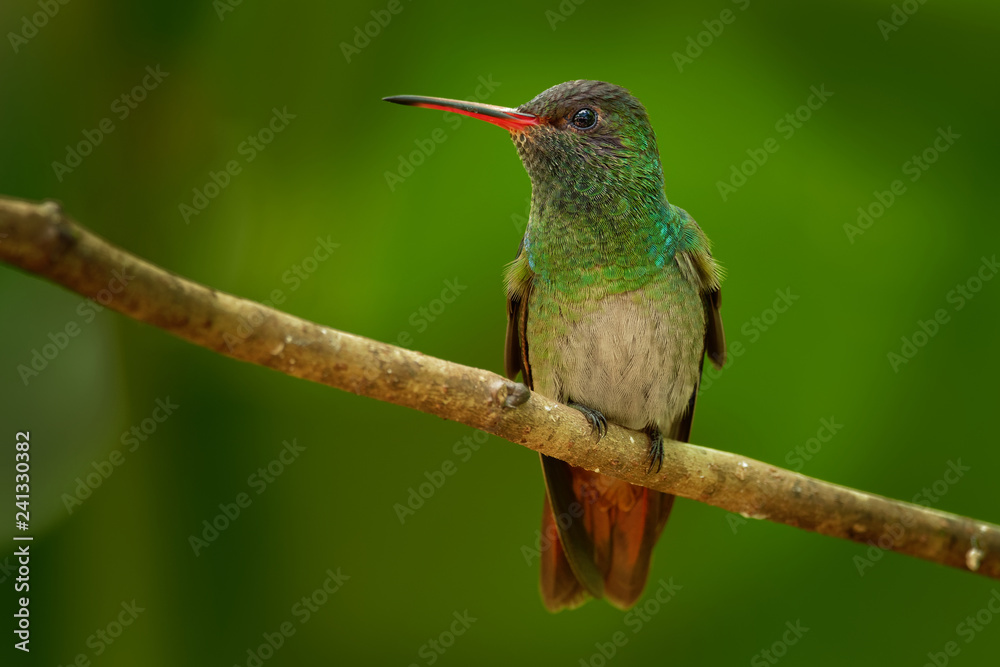 Fototapeta premium Rufous-tailed Hummingbird - Amazilia tzacatl medium-sized hummingbird, from Mexico, Colombia, Venezuela and Ecuador to Peru