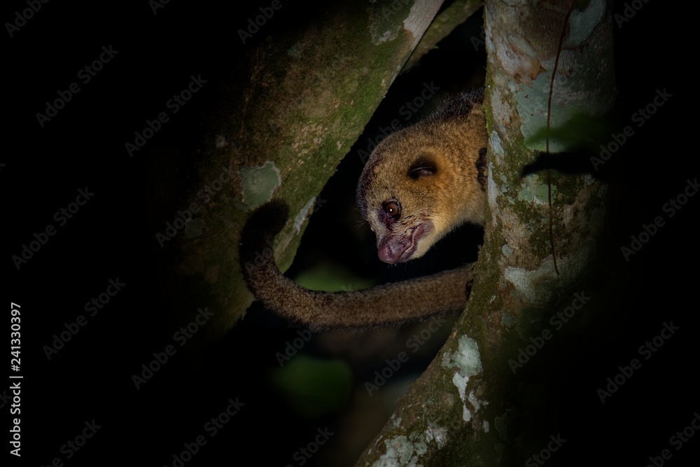 Stockfoto Kinkajou - Potos flavus, rainforest mammal of the family