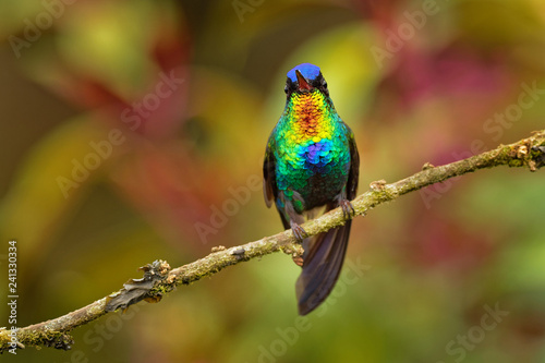 Fiery-throated Hummingbird - Panterpe insignis medium-sized hummingbird breeds only in the mountains of Costa Rica and Panama