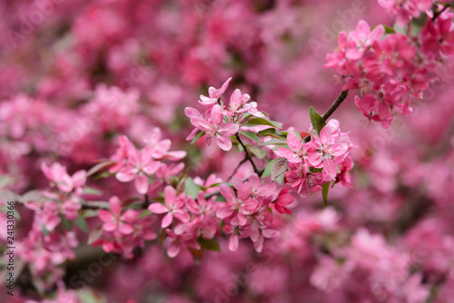 Pink sakura flowers on spring cherrys twigs. Springtime nature background