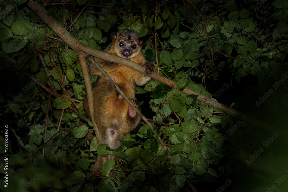 Kinkajou - Potos flavus, rainforest mammal of the family Procyonidae