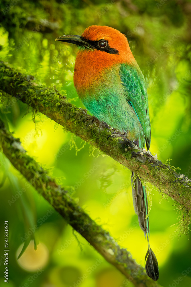 Fototapeta premium Broad-billed Motmot - Electron platyrhynchum found in Bolivia, Brazil, Colombia, Costa Rica, Ecuador, Honduras, Nicaragua, Panama, Peru