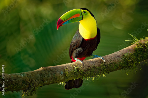 Keel-billed Toucan - Ramphastos sulfuratus  also known as sulfur-breasted toucan or rainbow-billed toucan photo