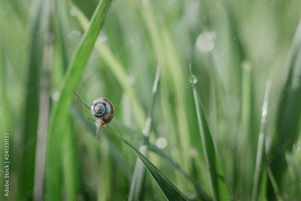 Snail crawling on the spring grass in dew drops Snail crawling on the spring grass in dew drops