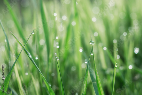 Fresh grass is covered with drops of morning dew.