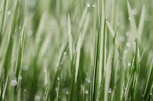 Grass is covered with drops of morning dew