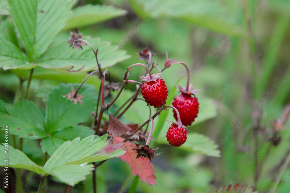 Wild strawberry is a healthy berry. Wild strawberry is a healthy berry.